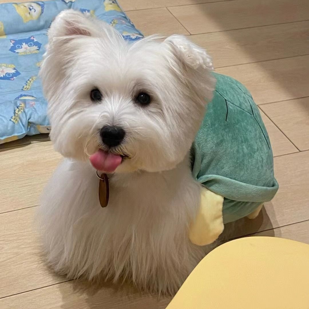 Hund Schildkröte Muschel Kleidung Haustier Herbst und Winter kleiner Hund trägt Teddy Böhmen Höhen Koki Schildkröte Kleidung Halloween Haustier Kostüm