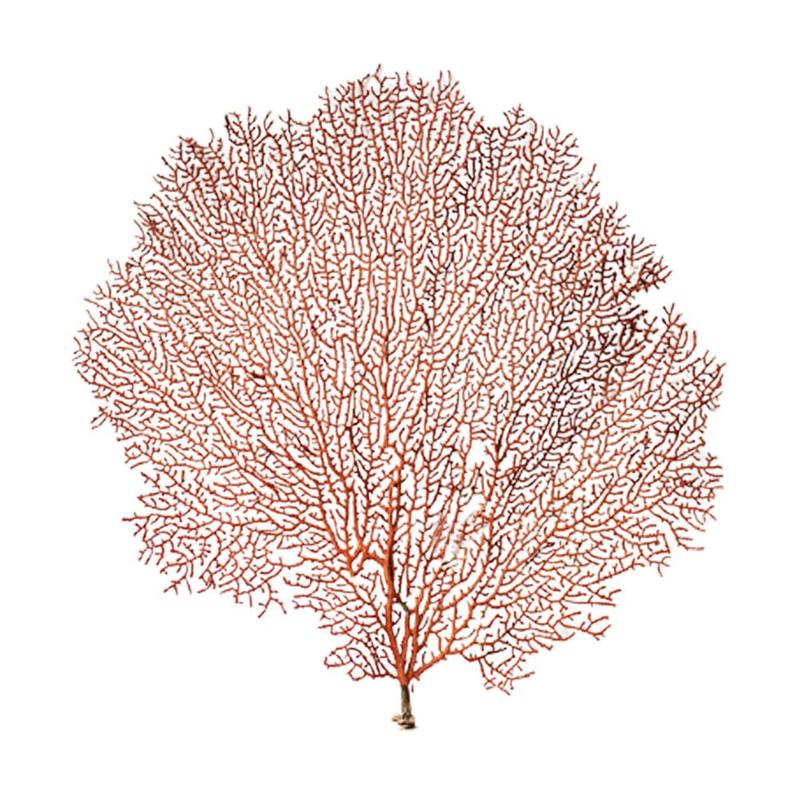 Natural Conch Shell Simulation Sea Willow Sea Tree Tree Decor Frame Branch Craft Landscaping Submarine Coral Coral Photo Ho U1X3: Default Title