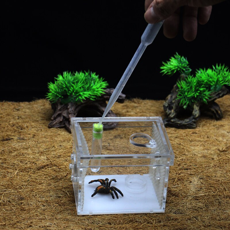 Ant Druif Huisdier Spider Ant Farm, Acryl Gemonteerd Reptiel Fokkerij Doos Ant Spider Scorpion Klom Huisdier Escape Burrow Nest