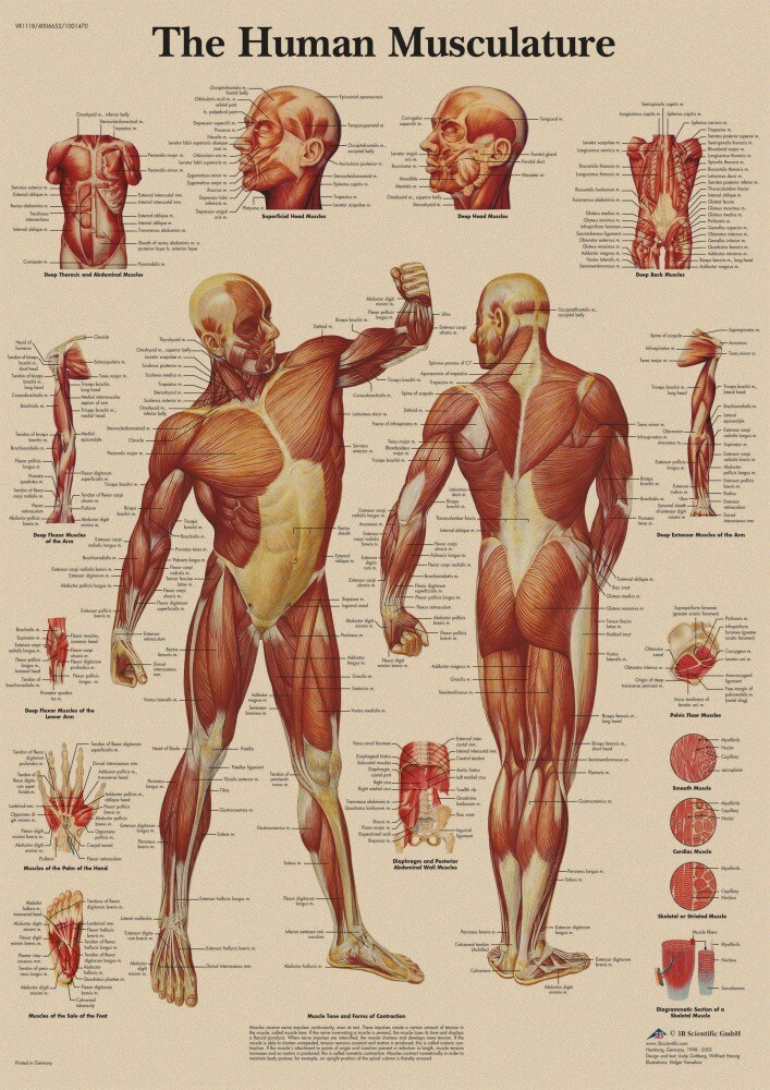 Carta de Anatomía de la estructura del cuerpo humano, cartel de pintura decorativa Pop, Papel Kraft central, impresión Vintage, decoración de pared del hogar