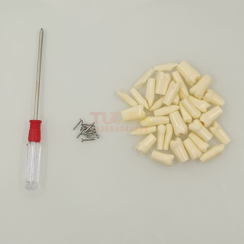 Dental Harz Zähne Tipodont Modell Für Dental Techniker Praxis Lehre Gum Zähne Kiefer Modell Zahnmedizin Ausrüstung: 32 resin teeth