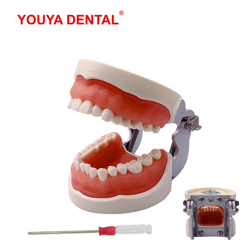 Standard Dental Teeth Model For Dental Technician Practice Studying Jaw Model With Removable Teeth Teaching Gum Typodont Models