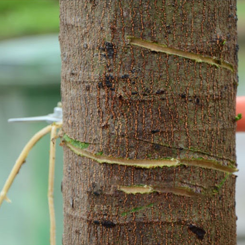 2022 Heavy Duty Elbow 8 in Tree Br-anch Cutter 45 # Steel Tree Trimmer Fruit Tree Peeling Machine for Apple Trees and More