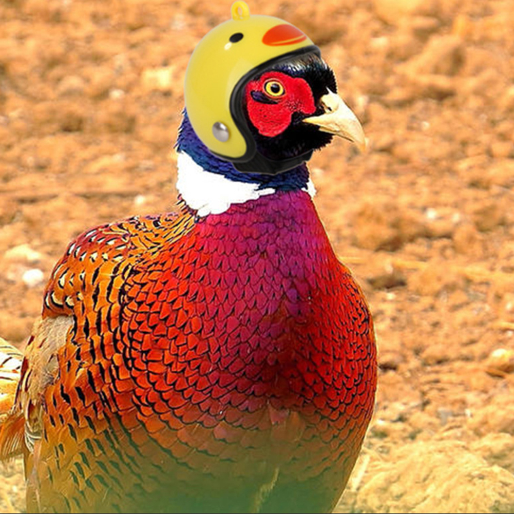 Chicken Helmet Hard Hat Bird Duck Quail Hat Headdress Pet Chicken Helmet Bird Helmet Bird Breeding Supplies