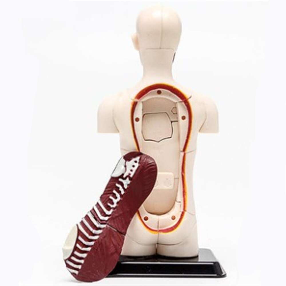 3D Mine Kind Wetenschap Speelgoed Menselijk Anatomie model Human torso Model Assemblage Viscerale Anatomisch Model