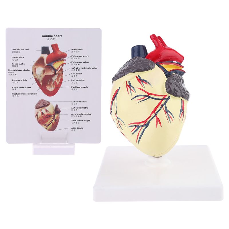 Anatomía del corazón canina para perros, modelo , órgano de animales para mascotas, ayuda educativa para estudiar