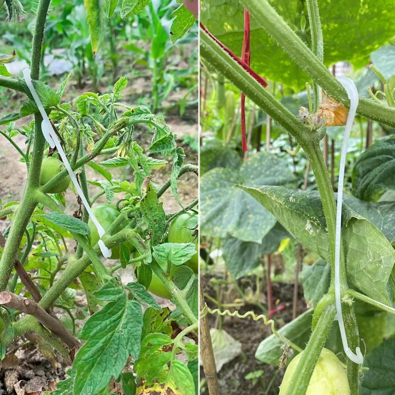 Ganchos en forma de J para soporte de tomate, 13/16CM, soporte para plantas, Clips para verduras para evitar tomates, racimo de frutas de pellizco o caída