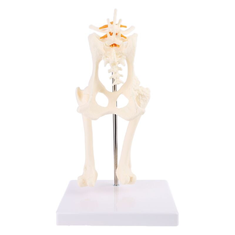 Hond Canine Lumbale Heup Joint Met Dijbeen Model Onderwijs Anatomie Skelet Display
