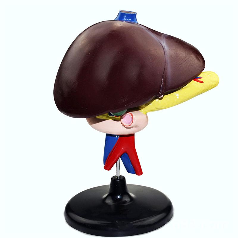 1Pc Human Lever Model Lever Anatomisch Model Ziekenhuis Onderwijs Instrument