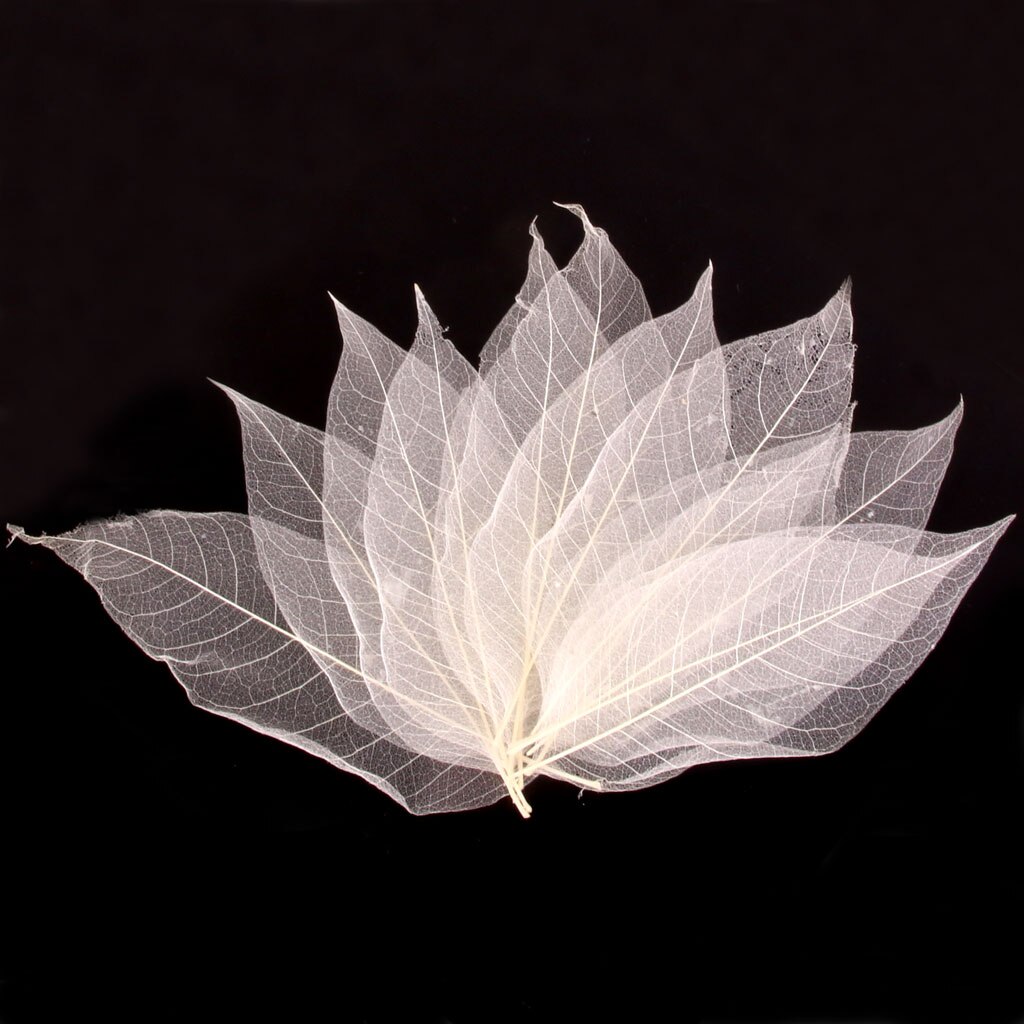 Herbario de hojas de esqueleto Magnolia Natural blanco de 50 piezas para álbum de recortes DIY