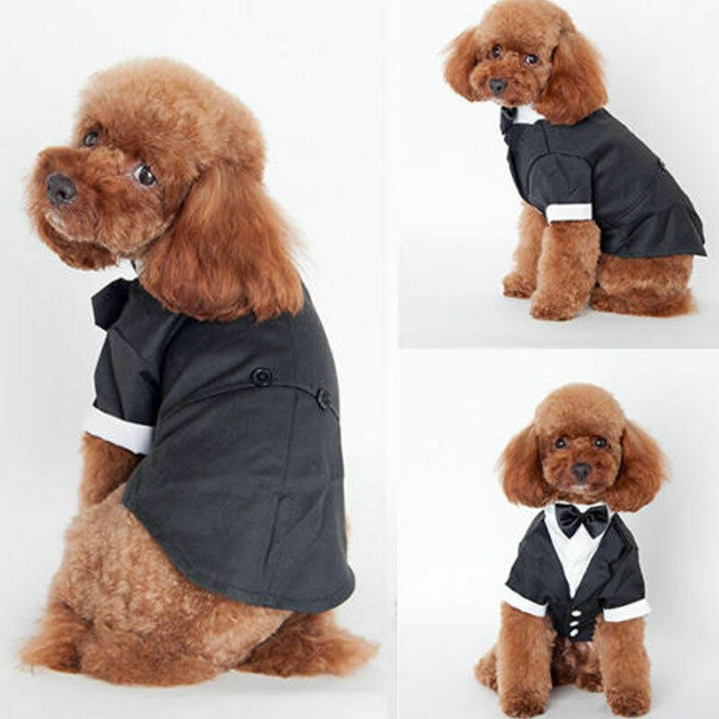 Panowie placki ubranko dla kota książę garnitur weselny palenie muszka szczeniak oficjalny płaszcz