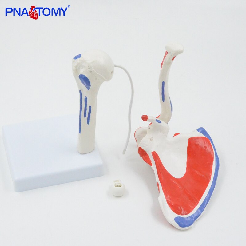 Flexibele En Afneembare Human Schoudergewricht Model Met Spier Geschilderd Medische Onderwijs Tool Anatomisch Apparatuur Levensgrote