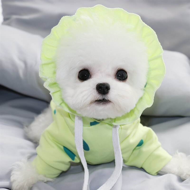 Syksy lemmikkipusero nalle bichon vip pomeraniansnautseri kissa yorkshirenterrieri pentu maito pentu koiran vaatteet
