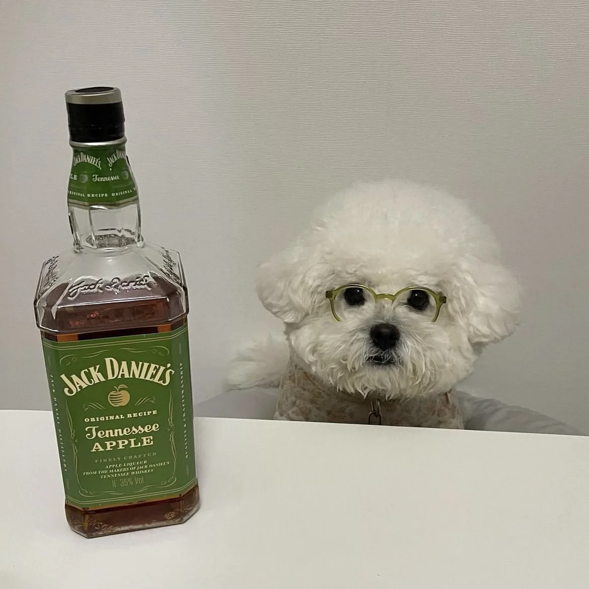 Nuevas gafas de sol Instagram para perros y gatos, gafas bonitas para perros, accesorios de decoración para mascotas de Halloween, accesorios para mascotas