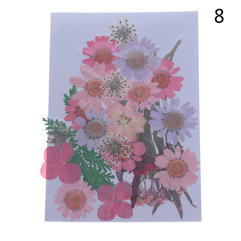 Dried Flowers specimen Pressed Scrapbook Bookmark Card DIY Art Craft Decor