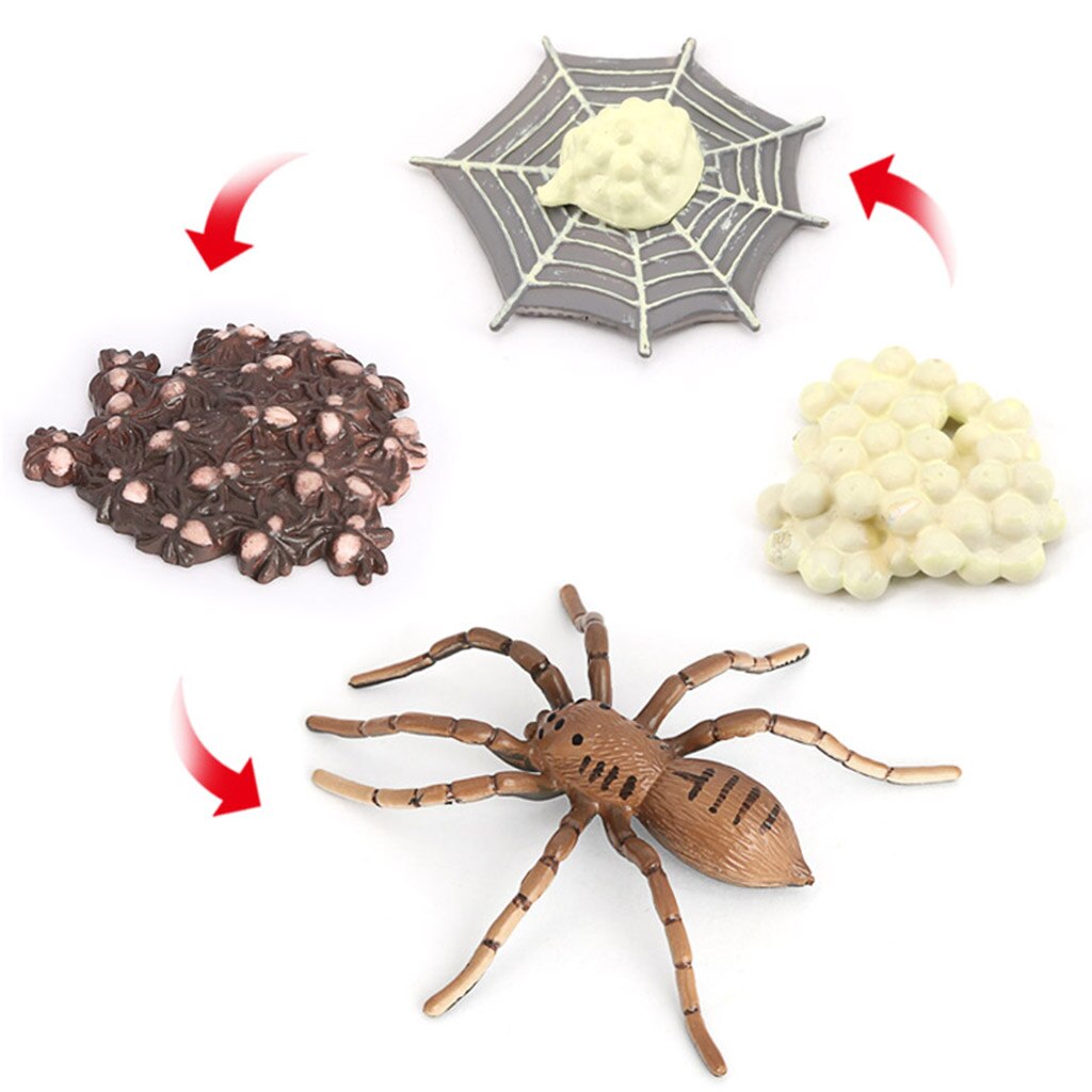 Plastic Lifelike Nature Insects Spider Bee Life Cycle Figure Model Playset Cognitive Imagination Biology Toys