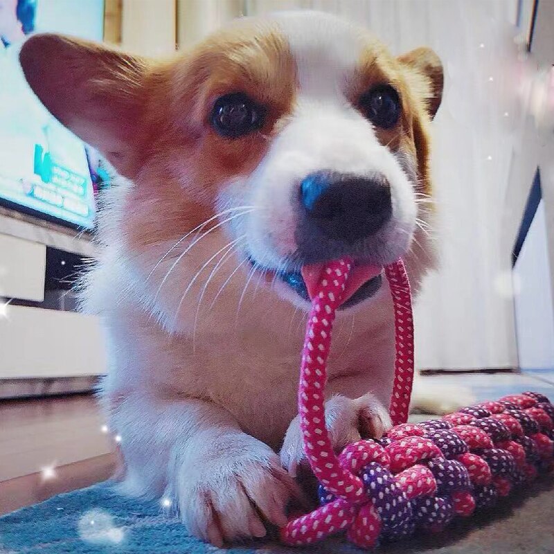 Juguetes para mascotas y perros, pelota de algodón resistente a las mordeduras, palo de cuerda con nudo, juguete interactivo para cachorros, juguetes para masticar dientes, limpieza para perros y gatos