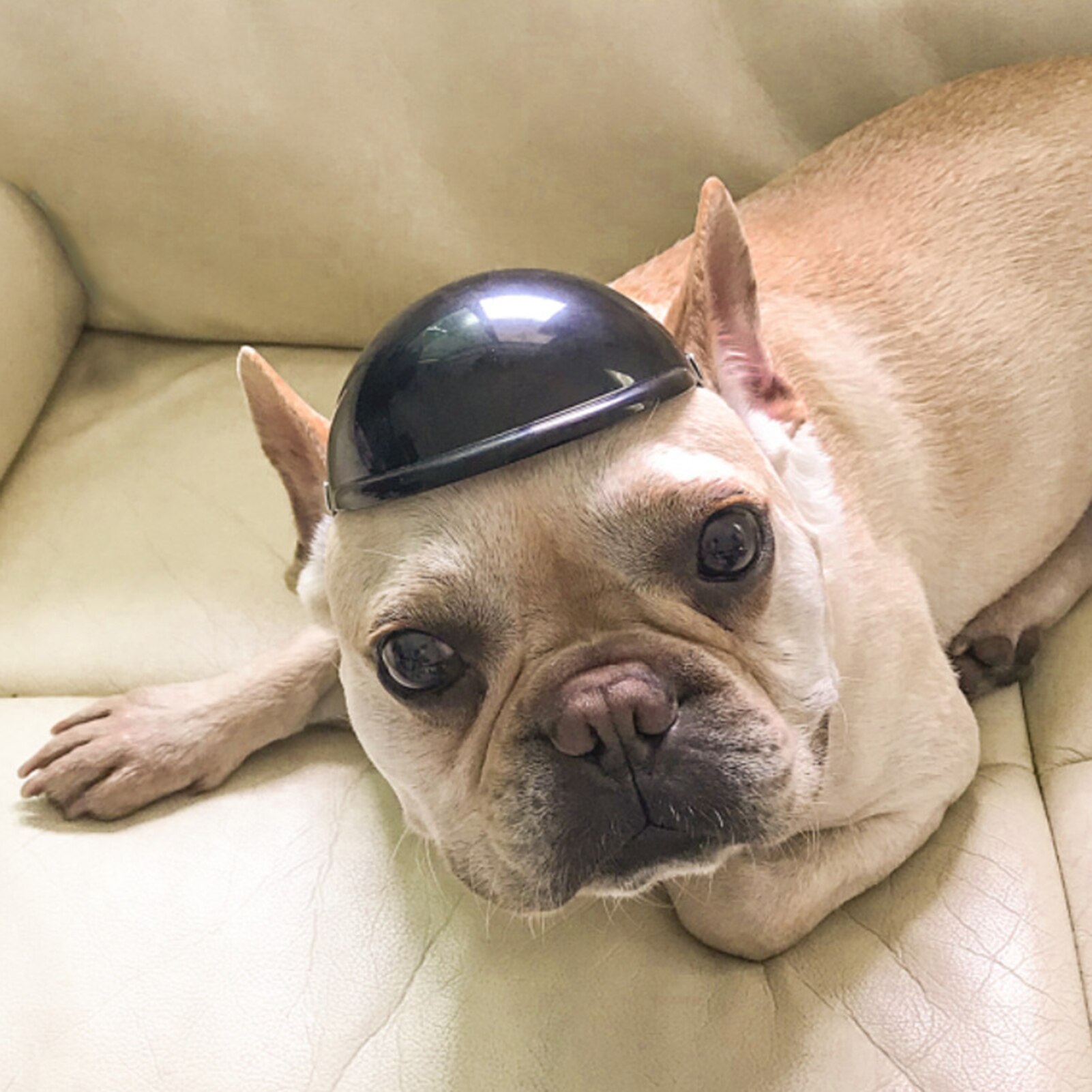 Haustier Hund Katze Motorrad Sicherheit Helm Schutz Hütte befreien Kappe Headwear welpen Hütte, kopf zubehör, hund hüte