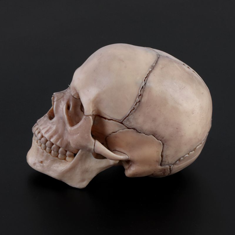 15 unids/set 4D desmontar calavera anatómica modelo desmontable herramienta de enseñanza W8ED