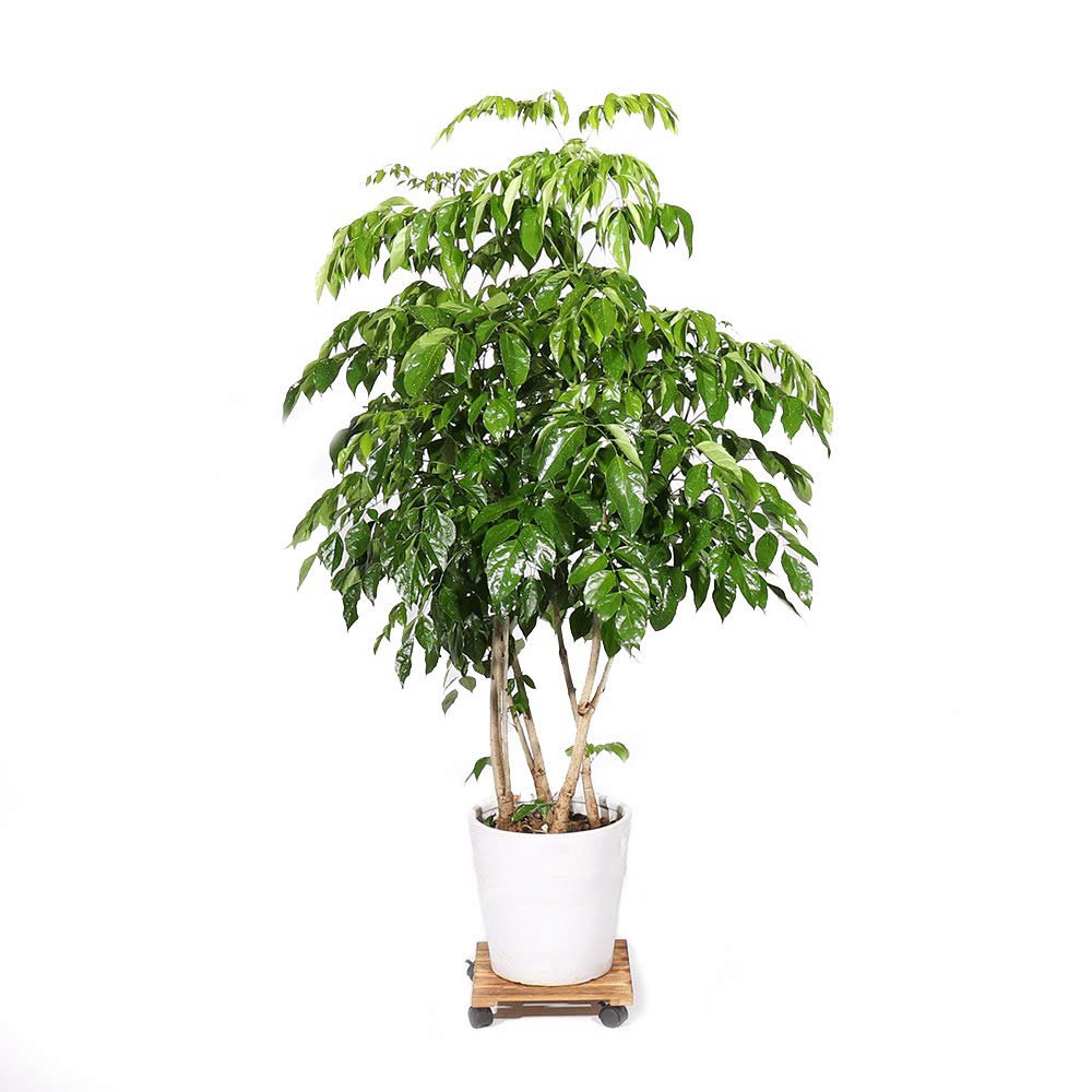 Wooden Plant Flower Pot Removable Tray with Roller... – Vicedeal