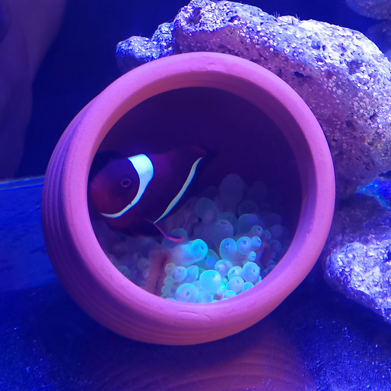 Bocal en Céramique pour Poissons, Décoration Précieuse d'Aquarium, Abri de Diversification pour Amano, ShriAJCichlid, Bonsaï, Élevage de Poissons, Aide à Cacher