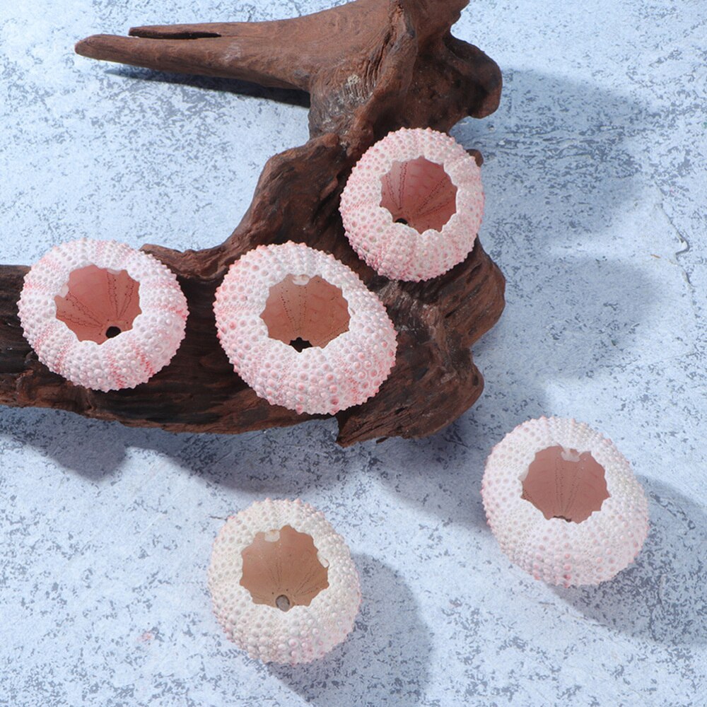 5 pièces Naturel Coquille D'oursin Plante En Pot Maison Décoration Artisanat Bricolage FOURNITURES