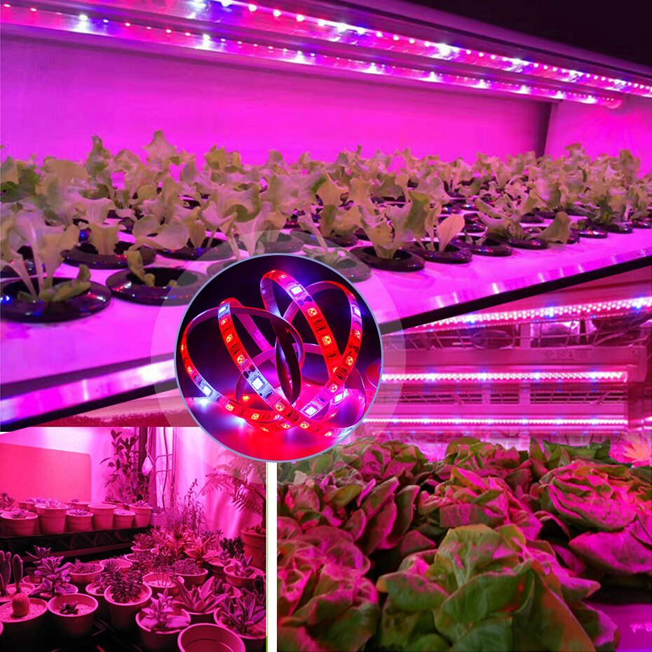 Led Grow Light Strip Smd 5050 5M Volledige Spectrum Plant Groeien Lamp Rood Blauw Phytolamp Dc 12V Voor hydrocultuur Kas Planten Zaden