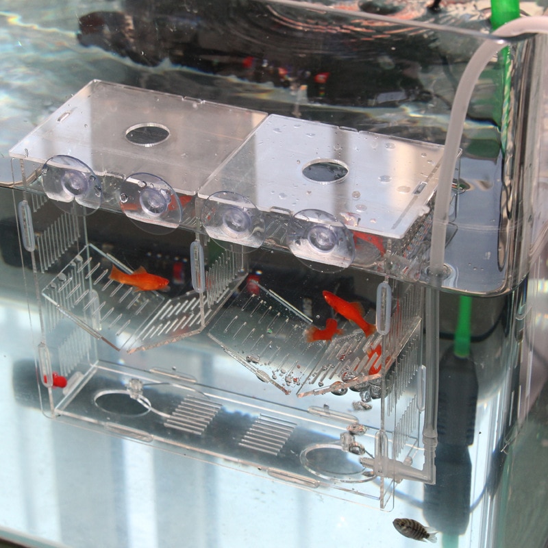Peacock breeding box acrylic fish tank peacock hatching box breeding box fry isolation box
