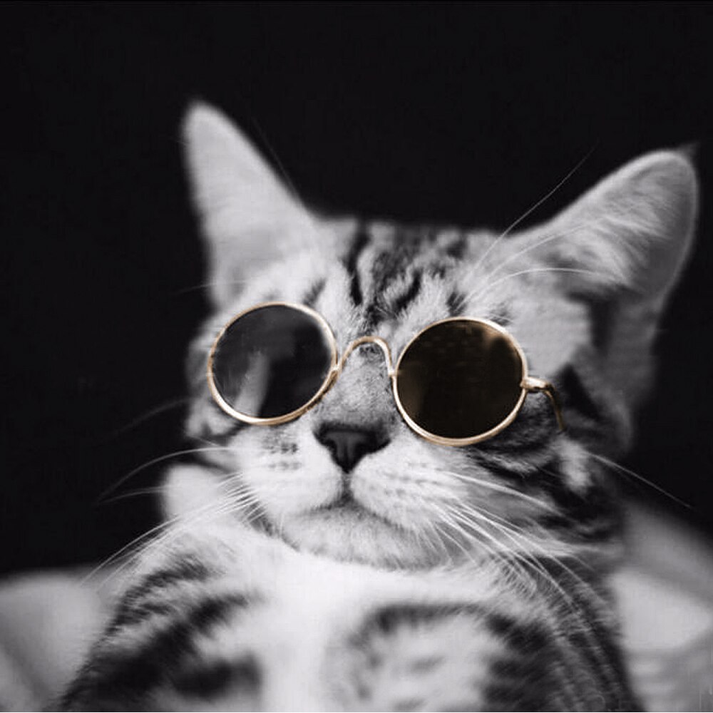 Sommerkat solbriller kæledyr tilbehør hunde katte briller pleje øjenbeskyttelse kæledyr seje briller kæledyr fotos rekvisitter