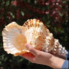 Shell Natuurlijke Grote Kikker Slak Natuurlijke Familie Home Decoraties, Strand Thema Party Wedding Decor, DIY Ambachten