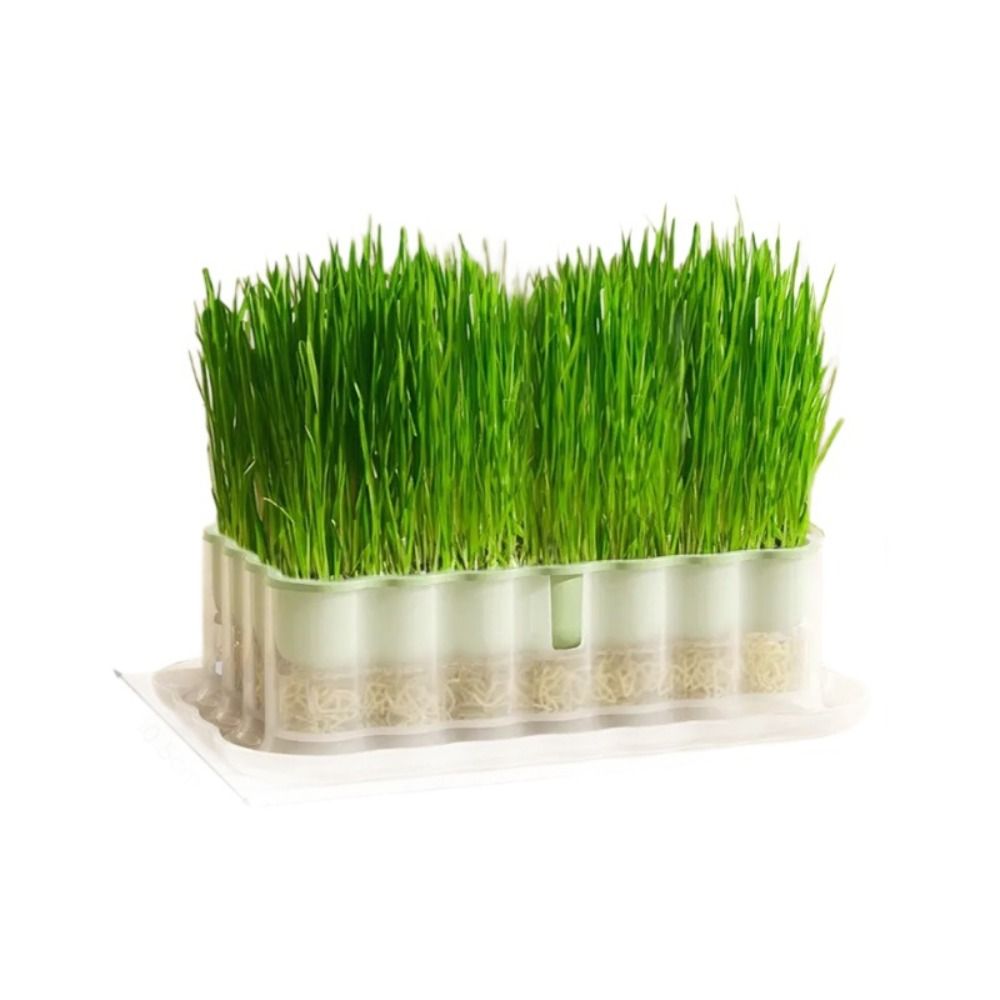 Soilless Cultivation Sprouts Growing Tray Sprout P... – Grandado