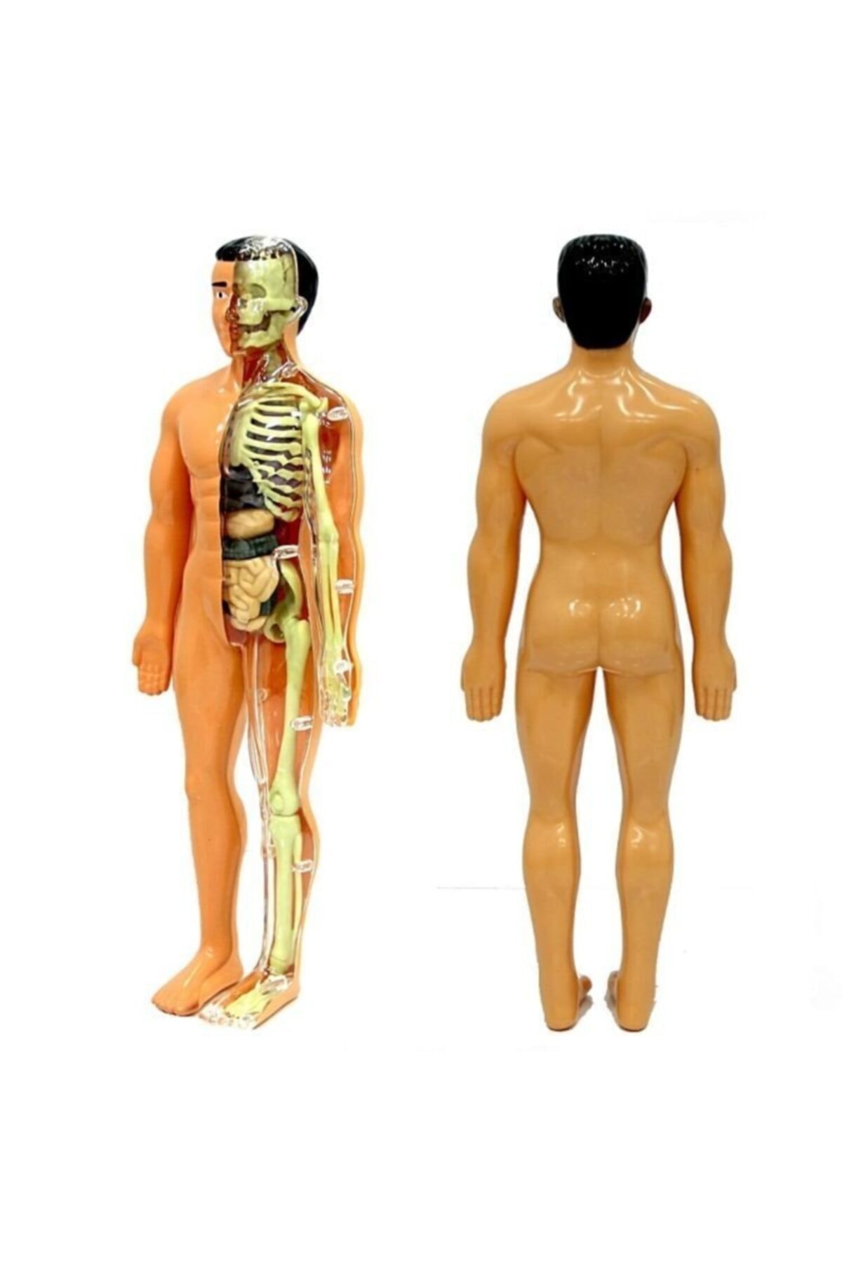 Human Body 3D Educational Kit, Biology, Skeleton Structure,