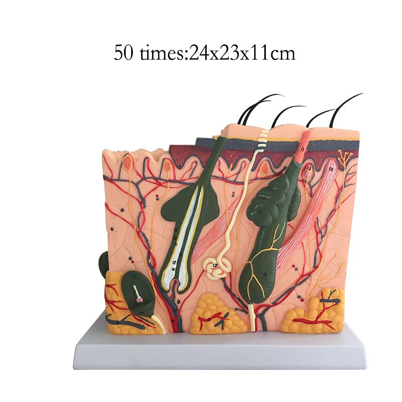 Estructura de la piel y el cabello humano, agrandar el modelo, estructura de la capa de la piel, modelo, anatomía de la estructura de la piel, Ayuda de entrenamiento cosmético: 50times 24x23x11cm