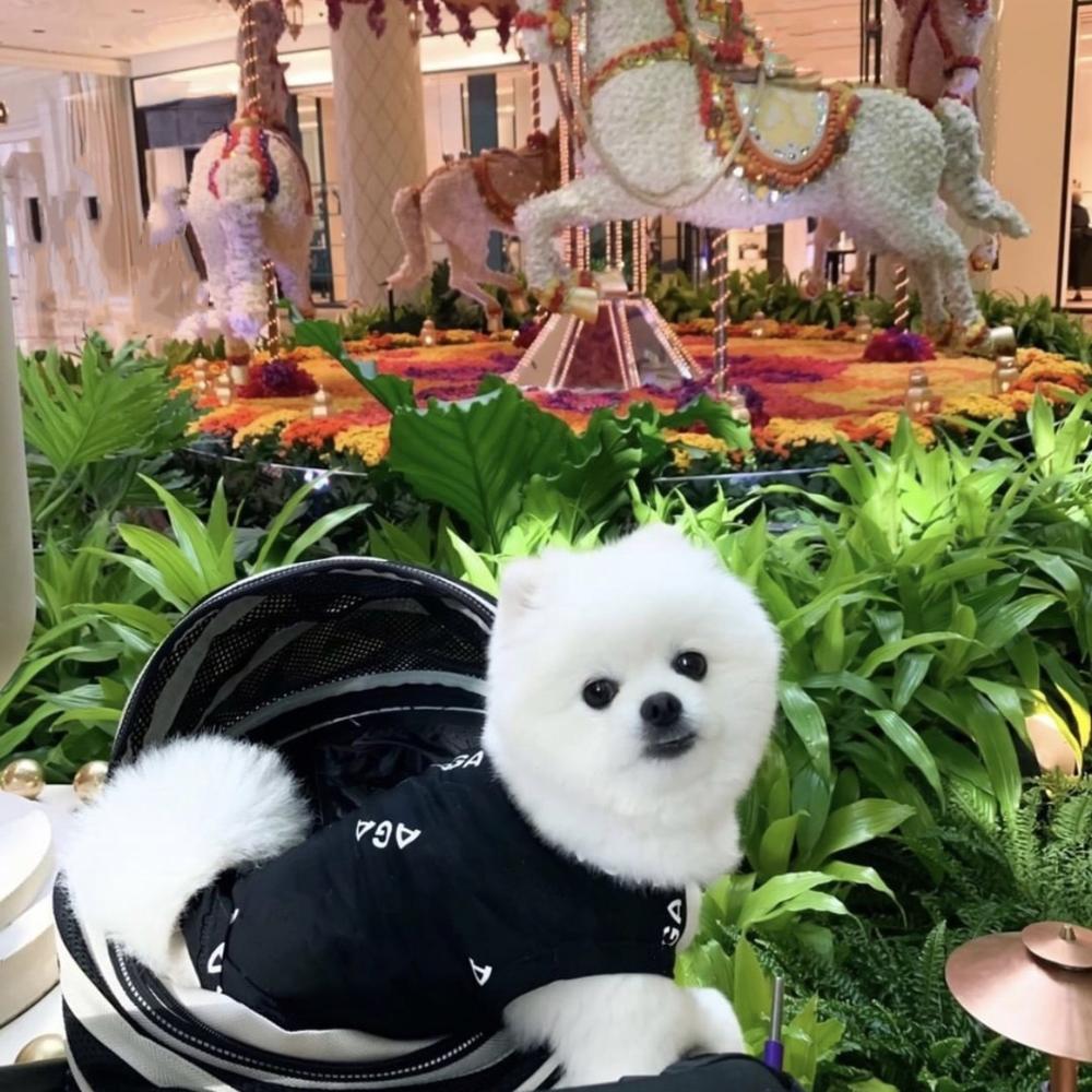 Pet Dog Summer Cooling T-shirt Vest French Bulldog Pomeranian Clothes Clothing Small Dogs Teddy Pug ZLC02