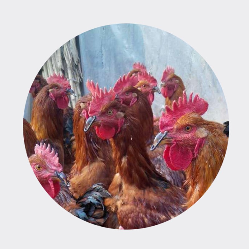 100 pièces anneau de bouche de poulet Alternatives aux verres de poulet grand 35mm petit 30mm Cage pondant poule faisan grand coq