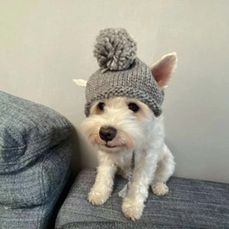 Ins Effen Kleur Pet Gebreide Muts Schattige Haarbal Warm Hond Hoed Hoofddeksel Kat En Hond Accessoires Bichon Teddy Houden warm Puppy Hoed