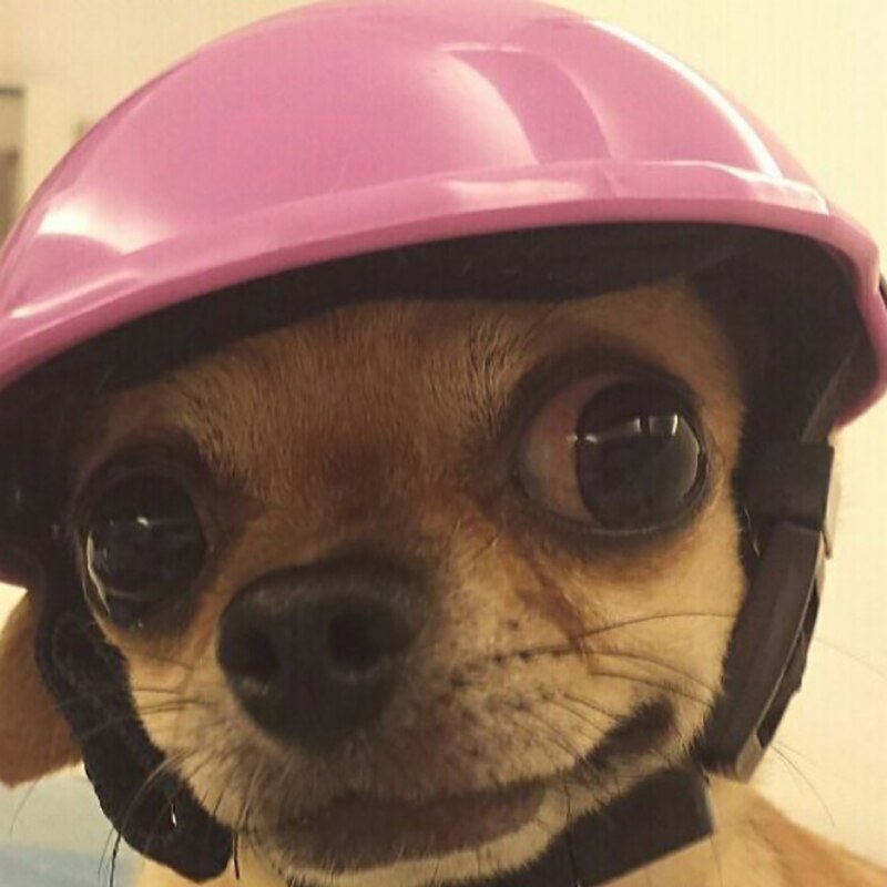 Hond Huisdieren Ridding Caps Helmen Puppy Bike Motorcycle Cosplay Plastic Hoed Roze S