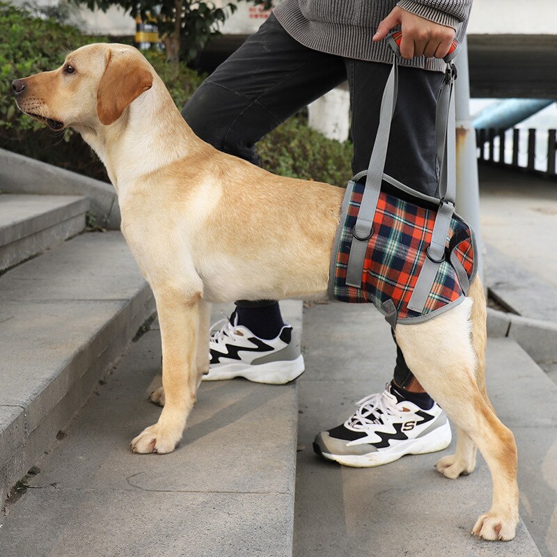 Einstellbare Hund Unterstützung Weste Harness für Zurück Beine für Medium Large Hund Alte Behinderte Joint Verletzungen Arthritis Lähmung Hunde Spaziergang: hind leg orange plai / XL