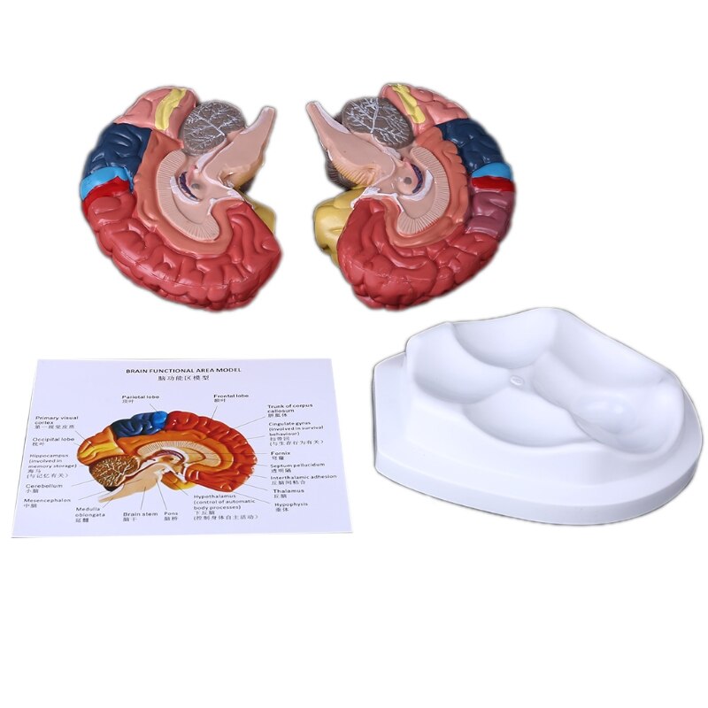 Life Size Human Brain Functional Area Model Anatomy for Science Classroom Study Display Teaching