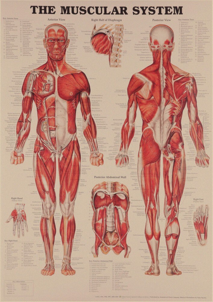 Carta de Anatomía de la estructura del cuerpo humano, cartel de pintura decorativa Pop, Papel Kraft central, impresión Vintage, decoración de pared del hogar: 1 / 42x30cm  16x11 inch