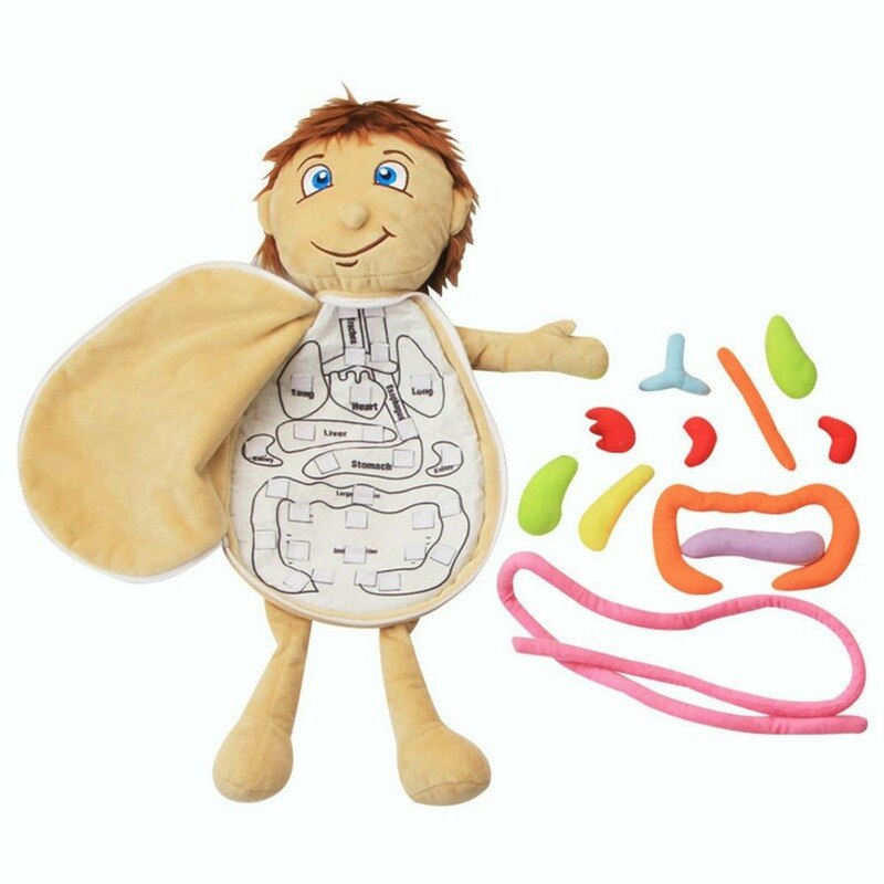 2022 Model Anatomie Pop Menselijk Torso Body Model Anatomie Anatomisch Interne Organen Voor Onderwijs Educatief Zacht Speelgoed