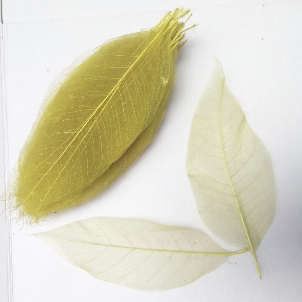 100x Magnolia Leaf Decoration Wedding Party Supply DIY Crafts Accessory: light yellow