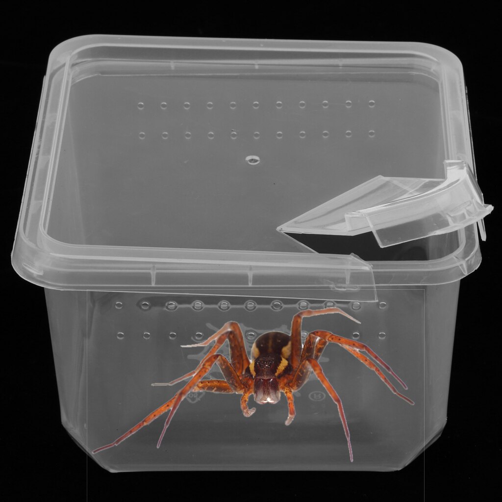 Plastic Insect Spider Habitat Voerbox Kooi Contain... – Grandado