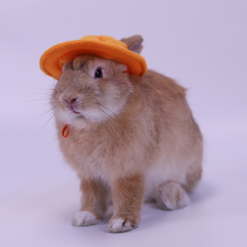 Casquette pour petits animaux, chapeau, vêtements pour animaux de compagnie, accessoires pour cochon d'inde, lapin, écureuil, Hamster, Rat, souris