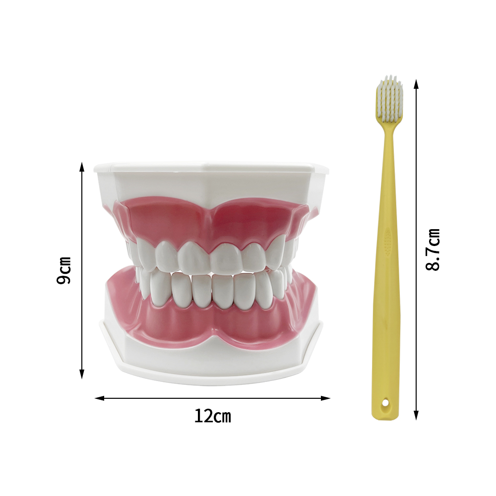 Dental Brushing Education Teeth Model With Toothbrush Detachable Teeth Caries Pathology Research Training Model