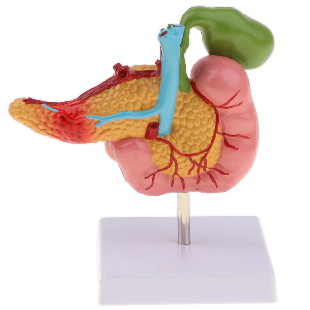 1:1 Human Pancreas Duodenum Gallbladder Pathological Anatomical Model Lab Supplies