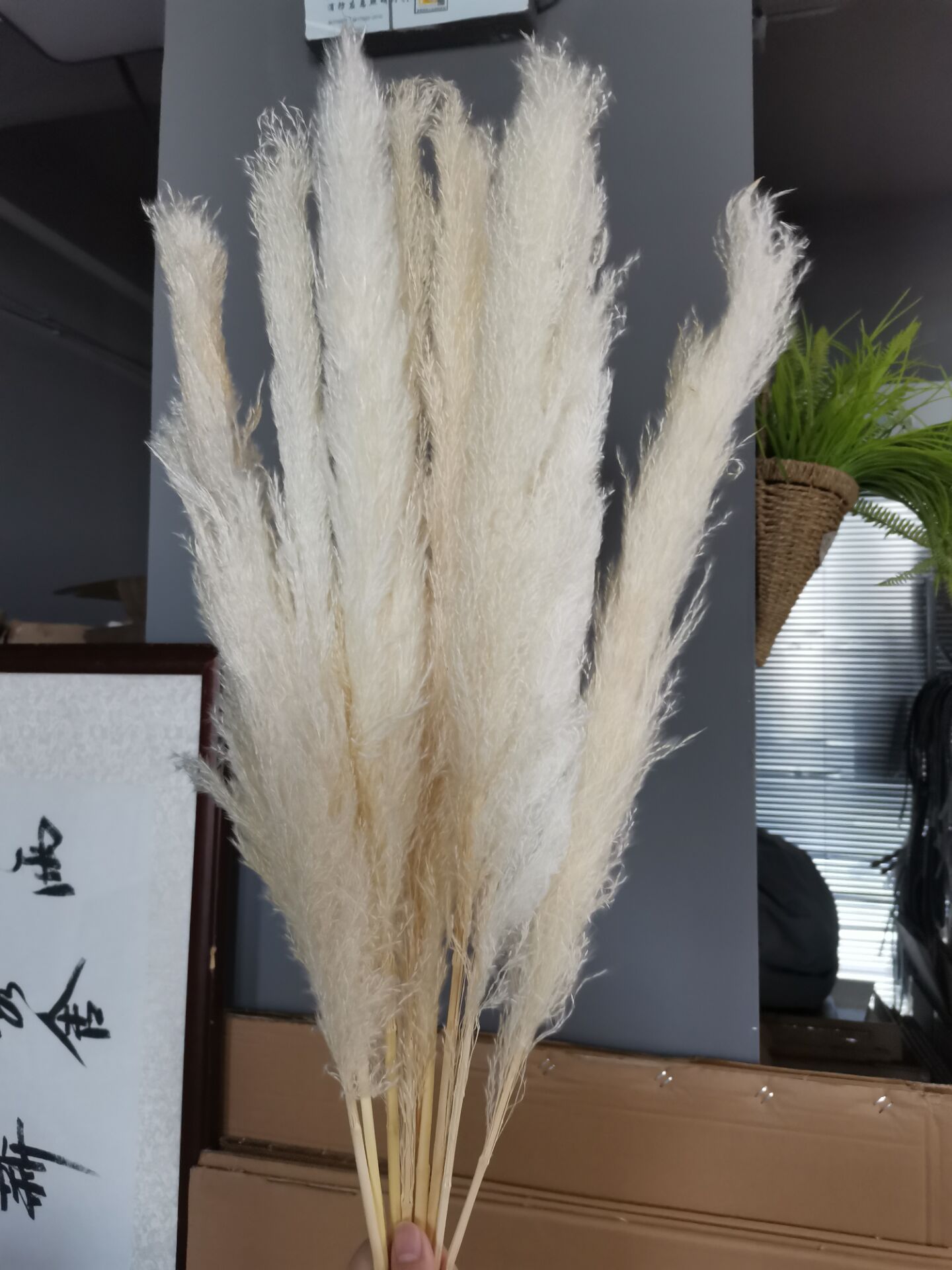 Bronzing vase pampas tørkede blomster kanin hale gress svart hvit reagens flaske vase fabrikk: 60cm-10 stk