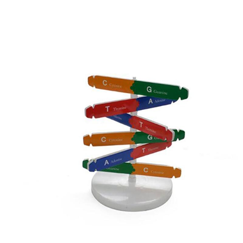 Diy dna dobbelt helix model biologisk videnskab eksperiment værktøj menneskelige gener læringsværktøj til skolekontor