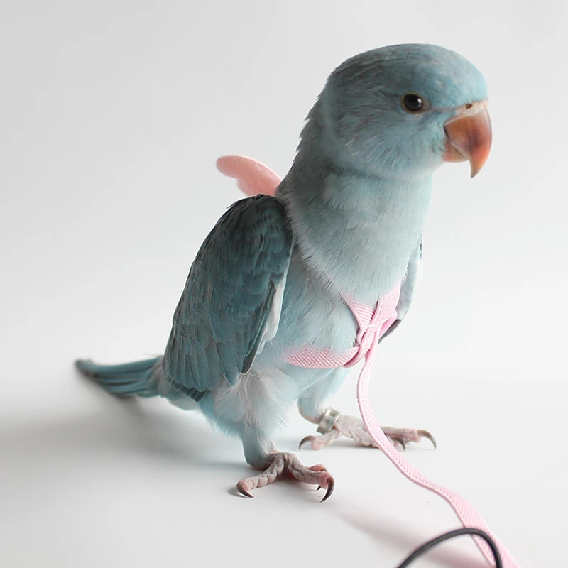 Set di imbracature e guinzagli per pappagalli corda da allenamento per volo all&#39;aperto regolabile con ala per piccoli uccelli medi Cockatiel, Macaw, Budgie