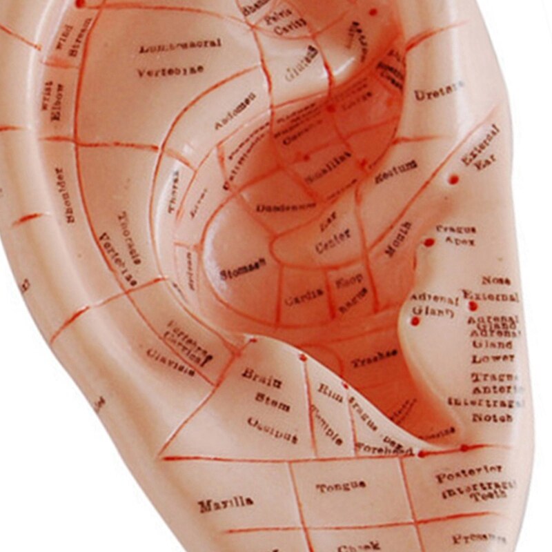 English Version Ear Acupuncture Earpins Model Model Auricular Application Model Ear Acupuncture Points Model